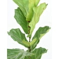 thumbnail image 2 of Fiddle Leaf Fig Food by Perfect Plants - 5oz., 2 of 6