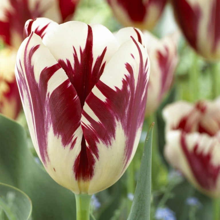 Van Zyverden Tulip Grand Perfection Set of 12 Bulbs Multi-Color