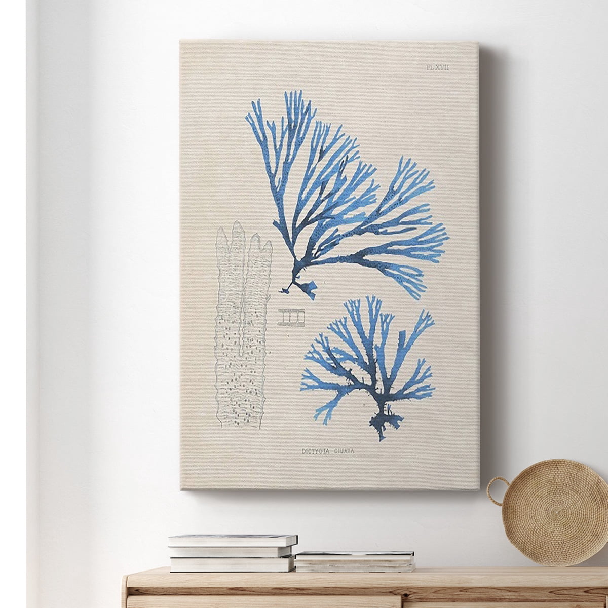Blue Marine Algae V Premium Gallery Wrapped Canvas - Ready to Hang