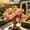 a, variant on Desert Rose-Easy Grow-Low Maintenance-Ideal for Beds Borders,Plant Pots & Planters