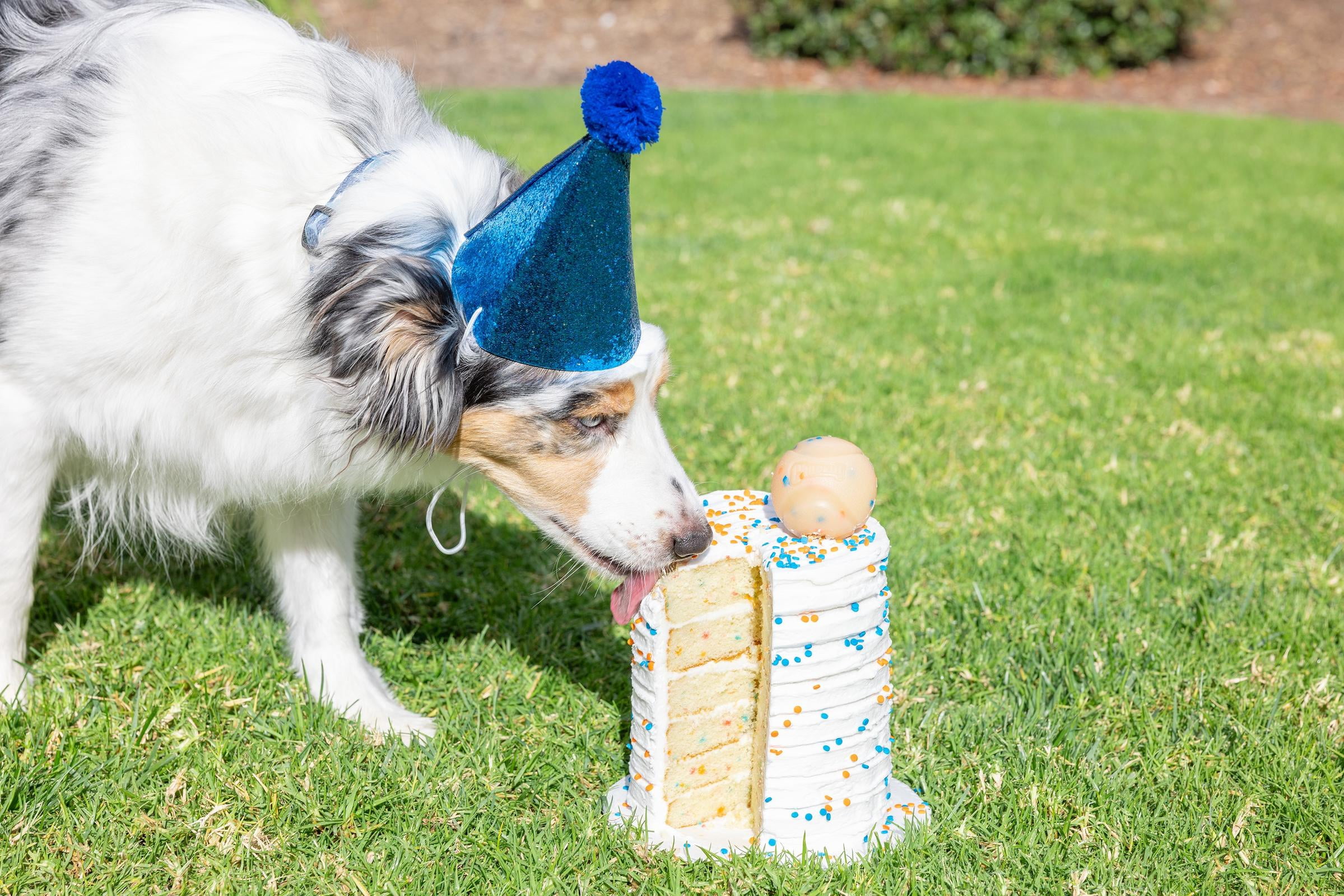 Chuckit! Birthday Fetch Dog Ball, Medium 2.5" Fetch Toy for Dogs, for Pets 20-60 lbs, Pack of 1, Multicolor