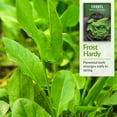 thumbnail image 4 of 5 Packs Sorrel (Rumex Acetosa) Seeds - Non-GMO Heirloom Full Sun Perennial Vegetable, 4 of 6
