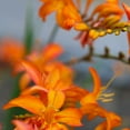 thumbnail image 2 of Leahy, Ike 12x12 White Modern Wood Framed Museum Art Print Titled - Orange Lilies I, 2 of 4