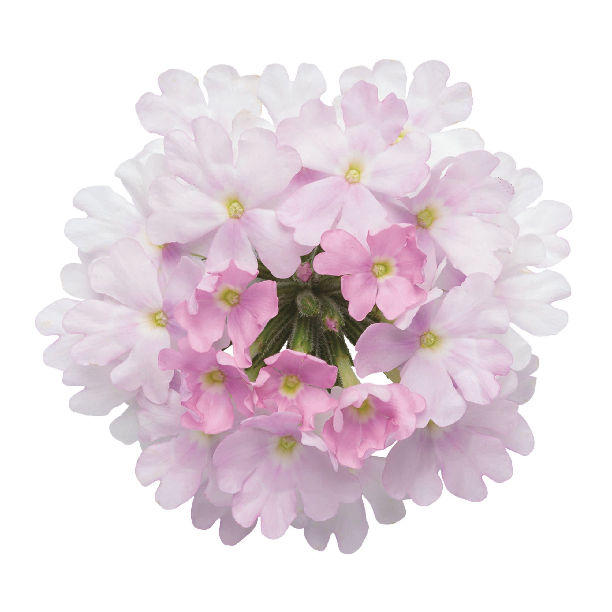 Proven Winners 4" Superbena Pink Cashmere Verbena Live Plant in 4.25" Pot (4 Count)