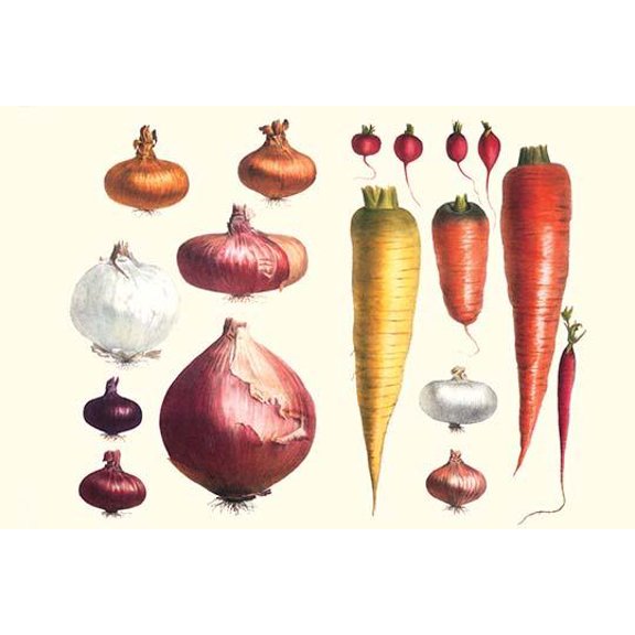 Onions Carrots & Turnips-Fine Art Canvas Print (20" x 30")