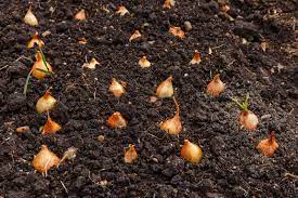 Mixed Red, White and Yellow Onion Sets 1 Pound, Non-GMO Bulbs for Planting - Onion Assortment