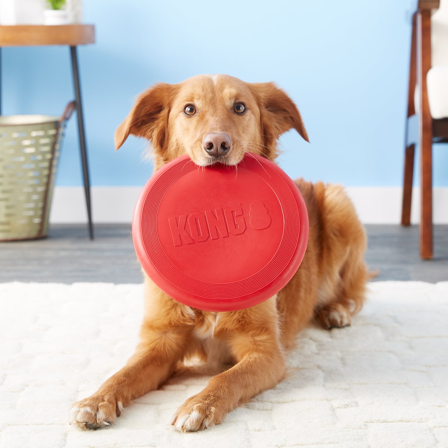 kong puppy frisbee