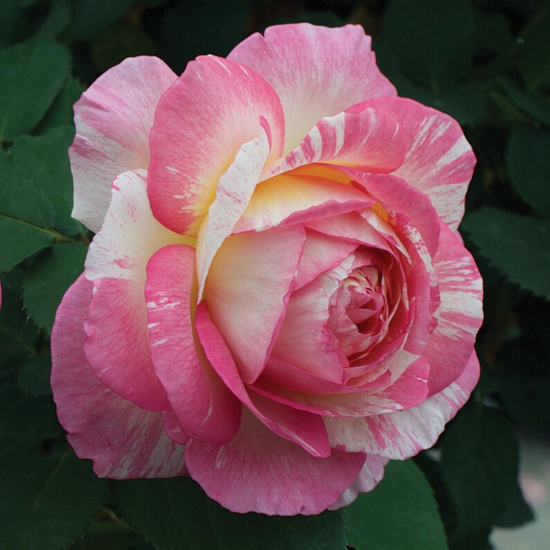 30 Seeds Marc Chagall Floribunda Rose Seeds Perennial Non- Garden Planting Late Winter Early Spring