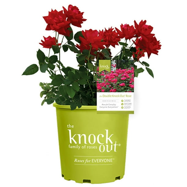 Knock Out Double Red Rose with Vibrant Cherry Red Blooms and Rich Green