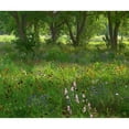 thumbnail image 3 of Fitzharris, Tim 14x12 Black Modern Framed Museum Art Print Titled - Wildflower Meadow at Jacksonport State Park-Arkansas, 3 of 5