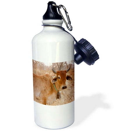 - 3dRose Botswana, Tsodilo Hills, Farm animal, cow-AF05 BJA0013 - Janyes Gallery, Sports Water Bottle, 21oz