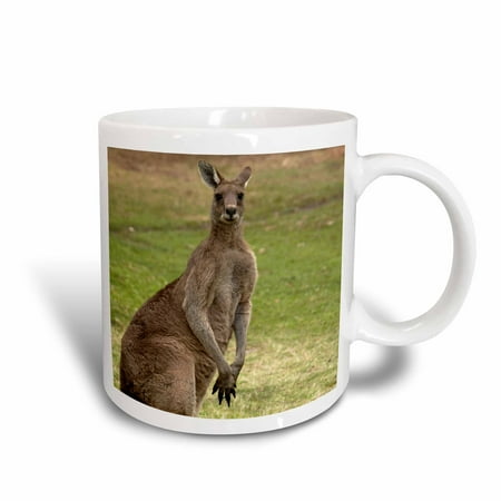 3dRose Kangaroo, Trial Bay, New South Wales, Australia-AU01 DWA3698 - David Wall, Ceramic Mug, 15-ounce