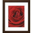 thumbnail image 2 of Blooming Red Rose, Botanical Framed Art Print Wall Art Sold by Art.Com, 2 of 5