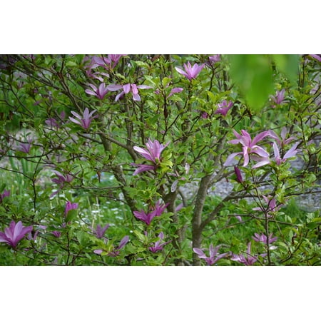 Canvas Print Flowering Shrub Spring Nature Violet Stretched Canvas 10 x