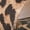 Leopard, variant on Madden NYC Women’s Classic Flat Slide Sandals
