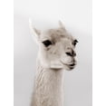 thumbnail image 2 of Delimont, Danita 19x24 Black Ornate Wood Framed with Double Matting Museum Art Print Titled - Soft Llama, 2 of 4