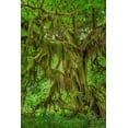 thumbnail image 2 of Jones, Adam 17x24 Gold Ornate Wood Framed with Double Matting Museum Art Print Titled - Big Leaf Maple tree draped with Club Moss-Hoh Rainforest-Olympic National Park-Washington State, 2 of 4