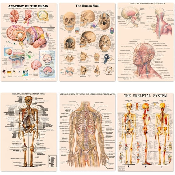 SKELETAL Skull NERVOUS SYSTEM, THE BRAIN HEAD AND NECK ANATOMY Picture 6 PCS Vintage Kraft Paper Posters Prints English Human Anatomy Medical Poster Wall Art Home Decor Sticker,11.8X16.5 inch