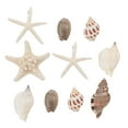 thumbnail image 4 of WASHWEPE Seashell Shaped Fridge Magnet 3D Ocean Theme 10Pcs 3.5X3.7X3.7In, 4 of 8