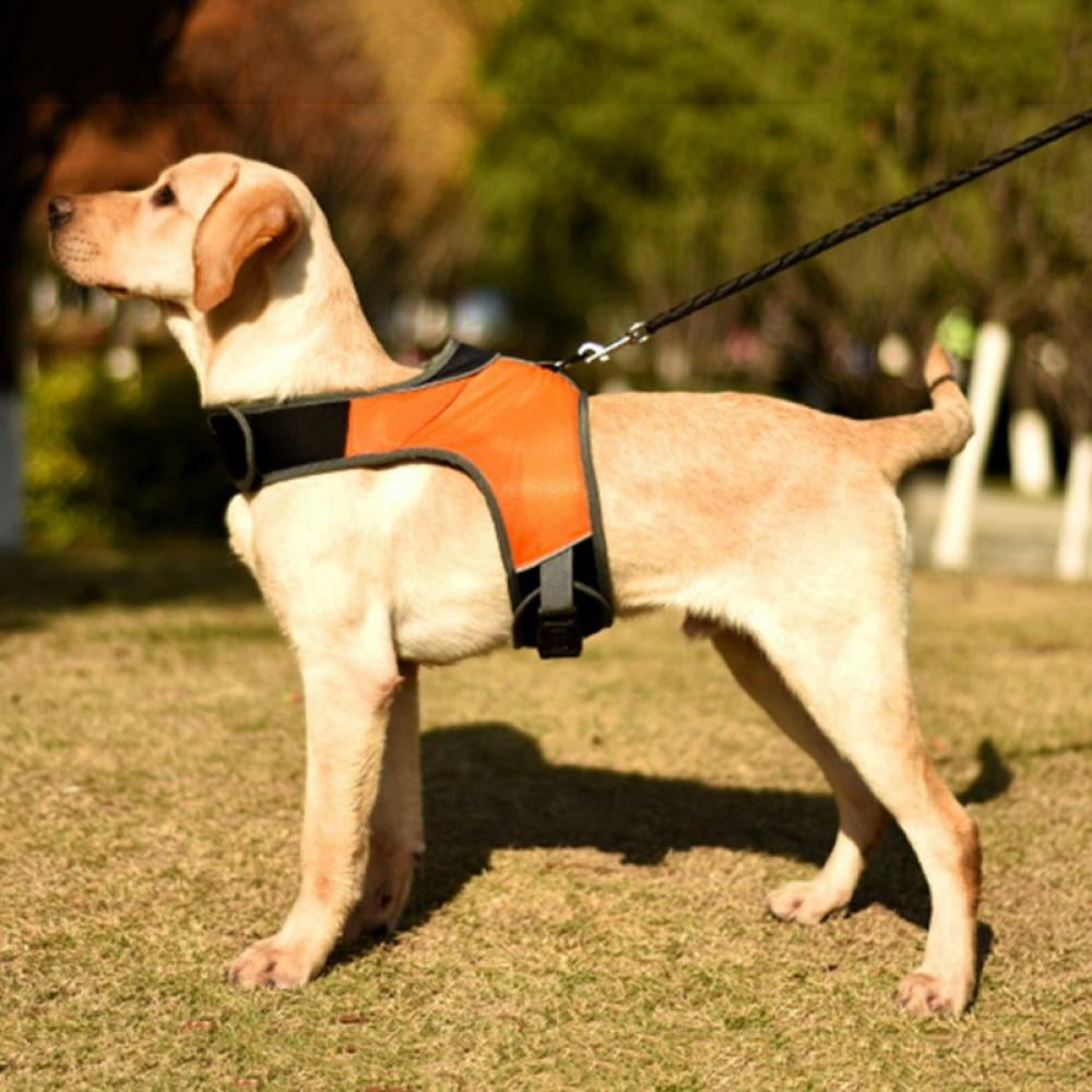 chest led dog harness
