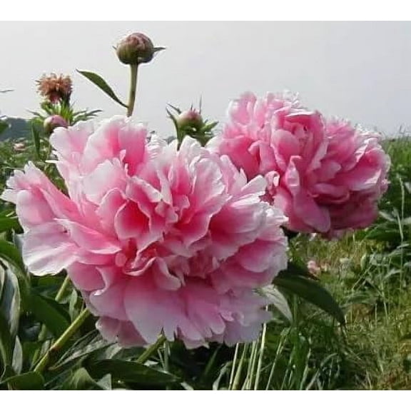 CZ Grain 12 to 24" Pink Peony Live Plants in None (2 Count), NON-GMO