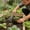 Green#20🍍, variant on Halons Stainless Steel Garden Tools - Plastic Handle Trowel & Pointed Shovel for Gardening, Outdoor Planting & Weeding, Green, Lightweight 0.23lb (2-Piece Set)