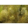 thumbnail image 2 of Grandmaison, Mike 32x23 Gold Ornate Wood Framed with Double Matting Museum Art Print Titled - Canada, Utterson Serviceberry in spring foliage, 2 of 4