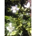 thumbnail image 2 of Gardenia, Frost Proof White Flower, Gallon Pot, 2 of 4