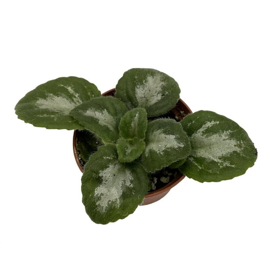 JV Thunderbolt Asian Violet - Primulina - House Plant - 2.5" Pot