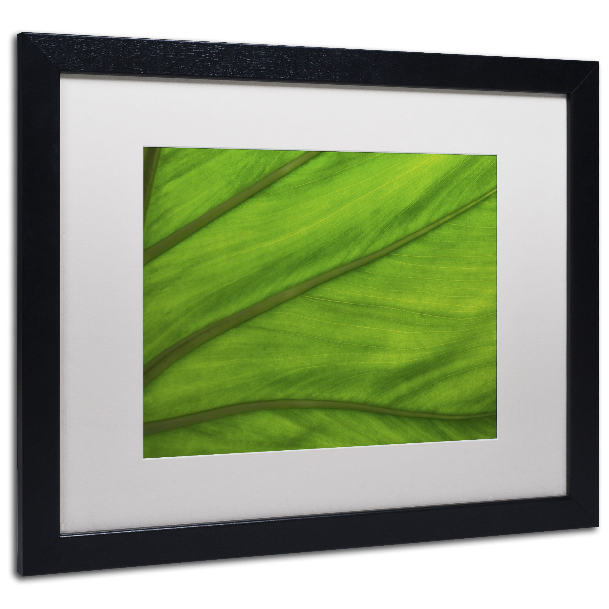 Trademark Fine Art "Green Elephant Ear Abstract" Canvas Art by Kurt Shaffer White Matte, Black Frame