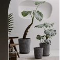 thumbnail image 3 of Macetas de cemento redondas inclinadas rectas, boca ancha, suelo for sala de estar, interior, macetas de flores de gran diámetro, cemento gris, 3 of 7