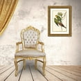 thumbnail image 3 of Gould, John 17x24 Gold Ornate Wood Framed with Double Matting Museum Art Print Titled - Black-tailed Parakeet-Polytelis melanura, 3 of 4