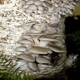 thumbnail image 2 of Gourmet and Medicinal Mushroom Cultures (Phoenix Oyster (Pleurotus pulmonarius)), 2 of 3