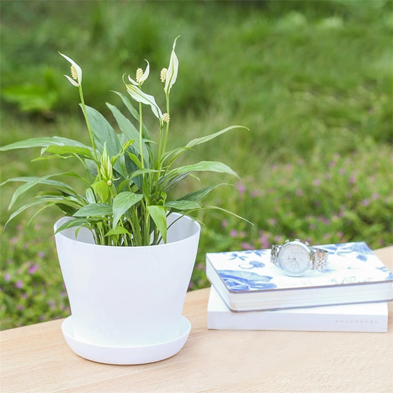 where to buy calla lily plants Zantedeschia aethiopica (Calla lily) - 5 Gallon main image 1