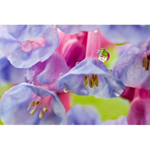 25 Seeds VIRGINIA BLUEBELLS True Blue & Pink Mertensia Virginica Flower