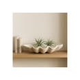 thumbnail image 3 of Decorative Clam Shell Bowl for Coffee Table Decor - Costal Inspired Bowl for Centerpiece Table Decorations or Home Decor - Elegant Kitchen Counter Decor, Key Holder, or Candy - 4", Ivory & Tan, 3 of 12