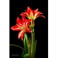 thumbnail image 4 of HJADGG Double Amaryllis Bulbs for Fall Planting Large Hippeastrum Perennial Flowers Bulbs Size 10-11 Inch Perfect for Garden, Gift with Wrapping and Planting Instruction (1, Double Splash), 4 of 7