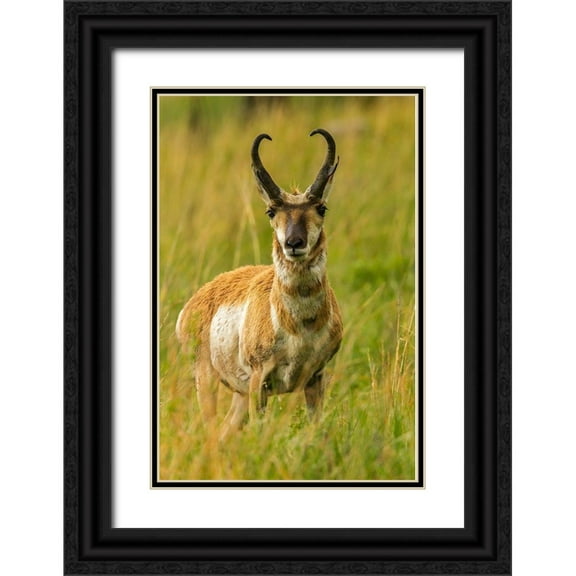 Jaynes Gallery 23x32 Black Ornate Wood Framed with Double Matting Museum Art Print Titled - South Dakota-Custer State Park Pronghorn antelope buck