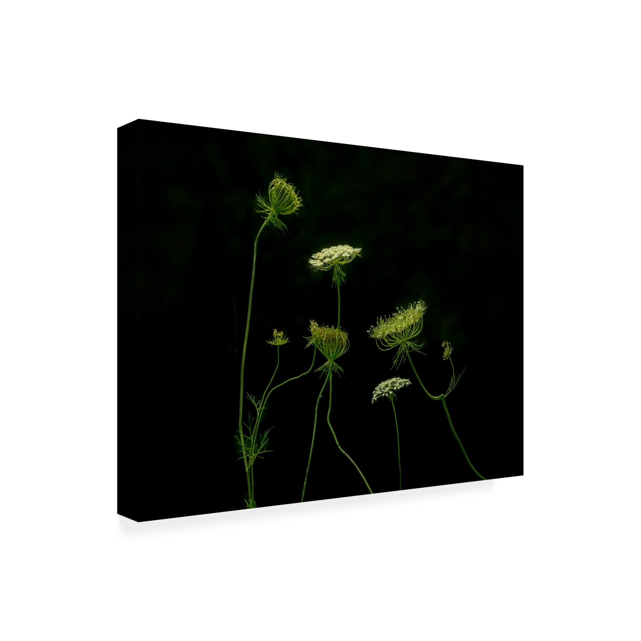 Trademark Fine Art Jennifer Chen A Green Dance Canvas Wall Art