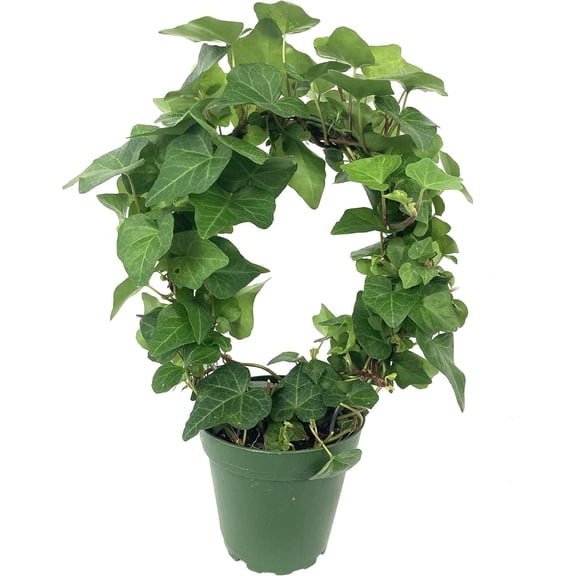 English Ivy Hoop - Live Plant in a 4 Inch Pot - Hedera Helix - Florist Quality - Beautiful Easy Care Indoor Air Purifying Topiary Houseplant Vine