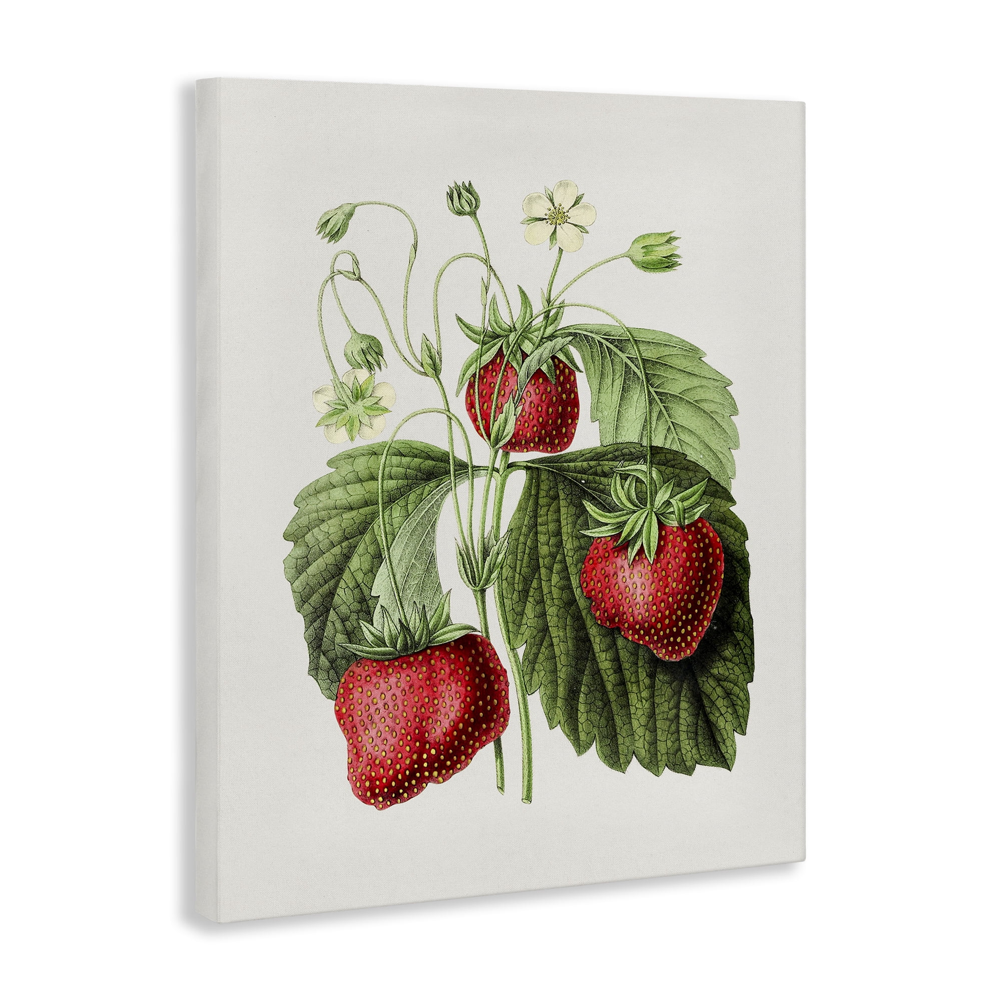 Stupell Industries Vintage Strawberries Study Food & Beverage Painting Gallery Wrapped Canvas Art Print Wall Art, 36 x 48