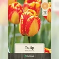 thumbnail image 2 of Tulip, Banja Luka, 2 of 10