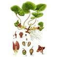thumbnail image 3 of European Ginger Wildflower Perennial - Asarum europaeum - Gallon Pot, 3 of 3