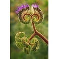 thumbnail image 2 of Flaherty, Dennis 13x18 Gold Ornate Wood Framed with Double Matting Museum Art Print Titled - CA, Death Valley NP Phacelia plant in bloom, 2 of 4