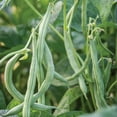 thumbnail image 4 of Burpee Big Kahuna Garden Bean Seeds - Non-GMO, Bush Bean, Vegetable Gardening Seeds, 18g, 1-Pack, 4 of 6
