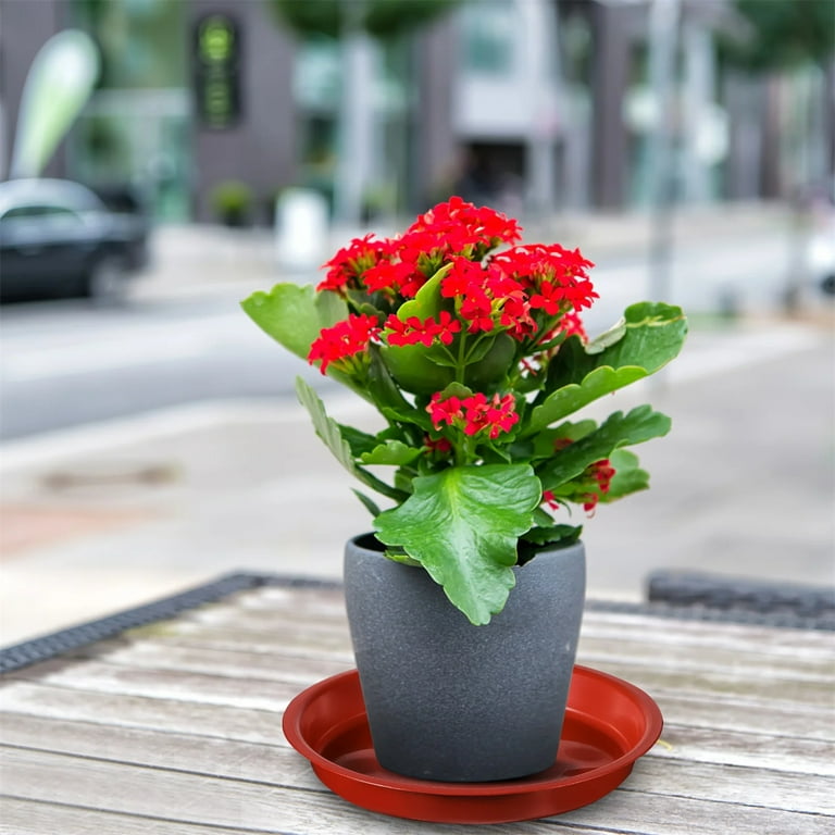 8 Inch Plant Saucer, Round Plant Tray , Plastic Plant Drip Trays for Indoor  Outdoor Garden Plants, Collects Flower Pot Drainage and Excess Water -  Walmart.com