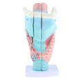 thumbnail image 2 of Étude du Modèle Fonctionnel du Larynx Humain Élargi en 3 Parties,, 2 of 8