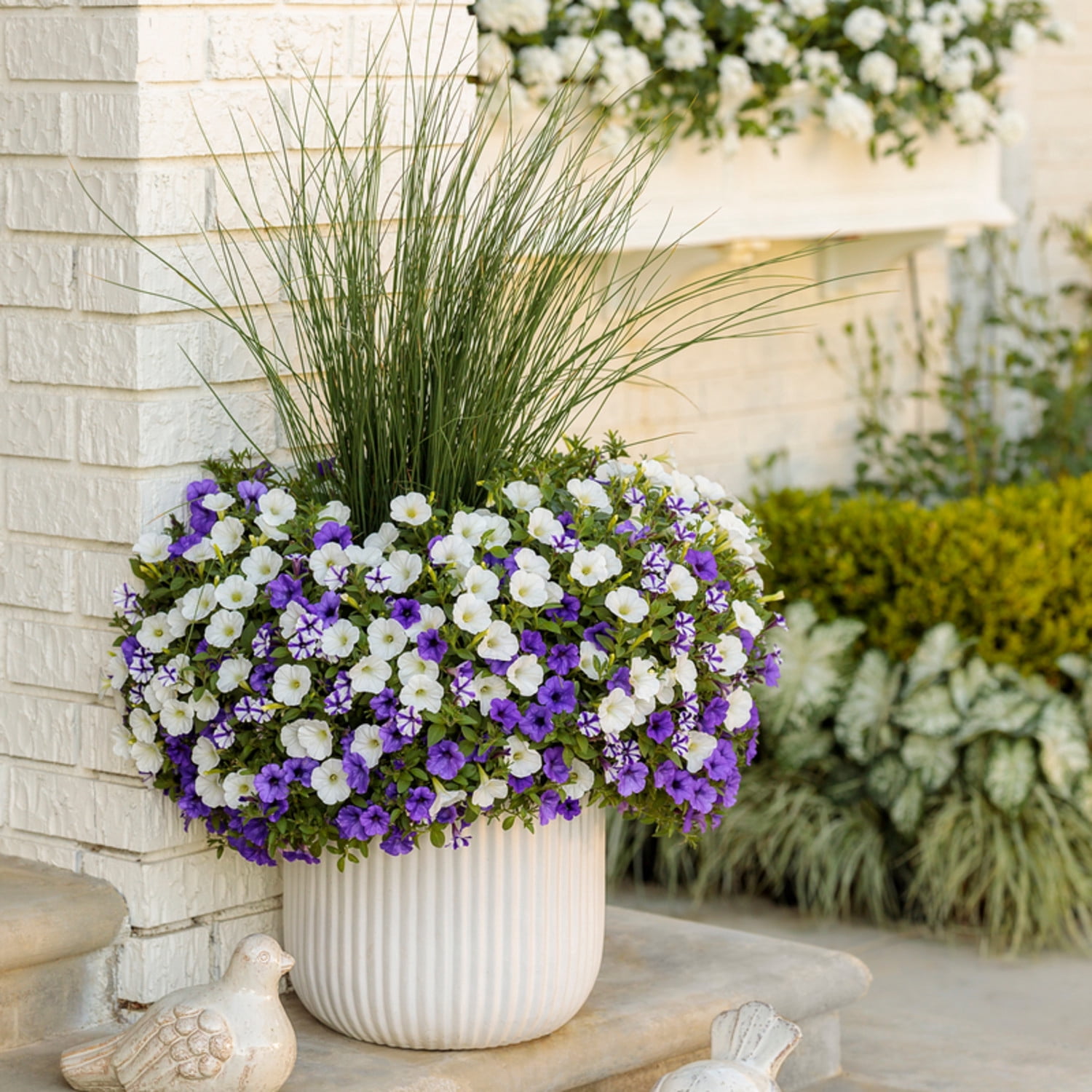 Proven Winners 5" Graceful Grasses Blue Mohawk Soft Rush Live Plant in 4.5" Pot
