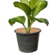 thumbnail image 5 of Uxcell 10Pcs Anillo de Mantillo de Fibra de Coco, Alfombrillas Protectores de Árbol de Coco, Disco de Planta, Protección de Cobertura de 8 Pulgadas, 5 of 6