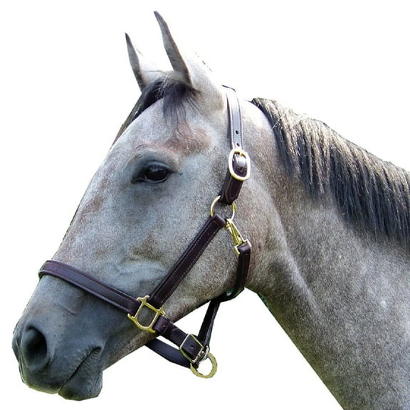 Intrepid International 1" Breakaway Leather Halter (Cob)